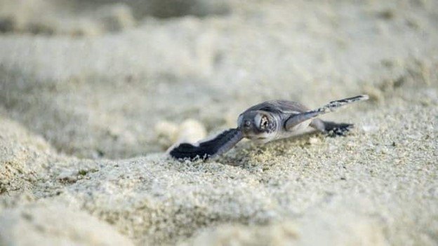 Dimmable Lights and Data-Harvesting Apps Offer Hope in the Fight to Protect Wildlife