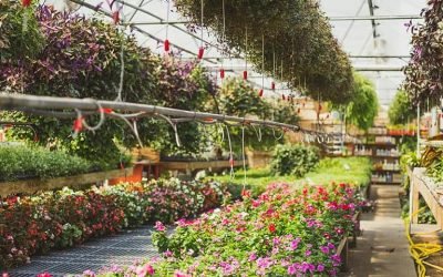 HPS vs LEDs for Greenhouses