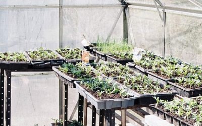 Greenhouse Lighting – Understanding Your Lighting Options