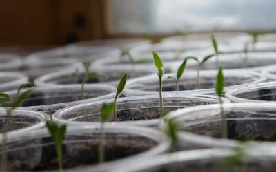 Horticultural Society Recommends LED Lighting for Plants